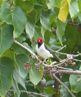 Yellow-billed Cardinal